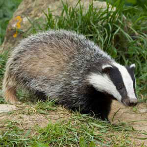 badger