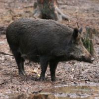 random animal generator