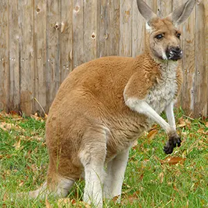 Random Animal Generator Random Animal Generator