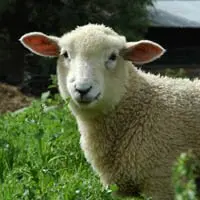 Random Animal Generator Random Animal Generator