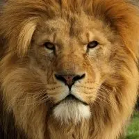 Random Animal Generator Random Animal Generator