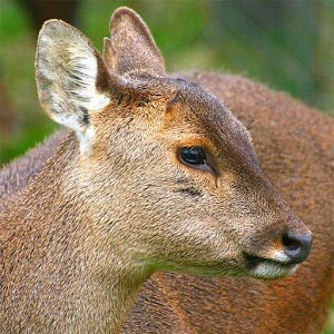 Random Animal Generator