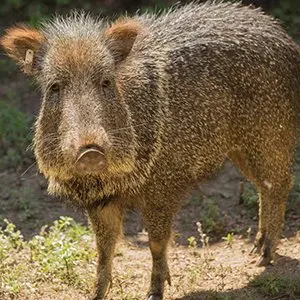 Random Animal Generator Random Animal Generator