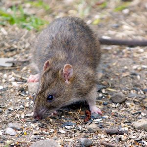 random animal generator