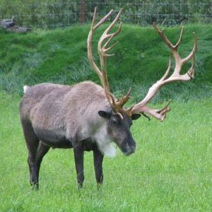 random animal generator