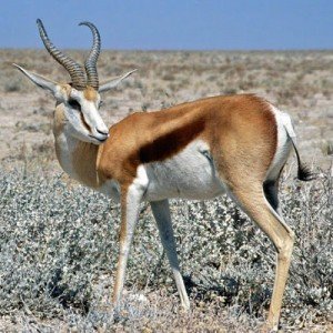 random animal generator random animal generator