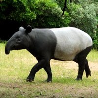random animal generator